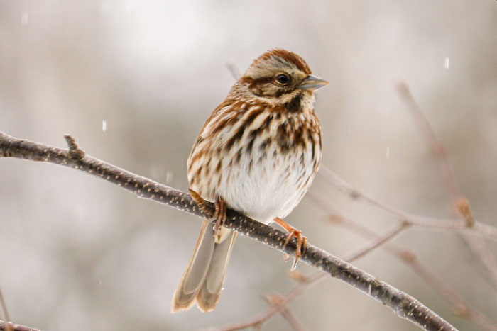 Song Sparrow In The Falling Snow
