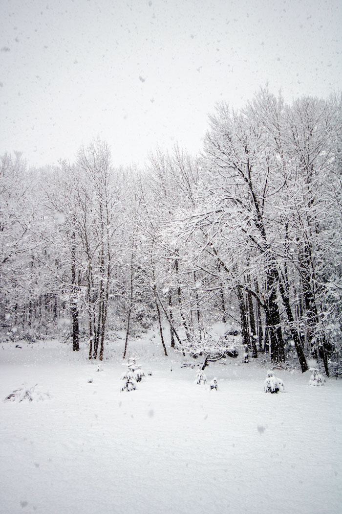 Snow Covered Trees In The Front