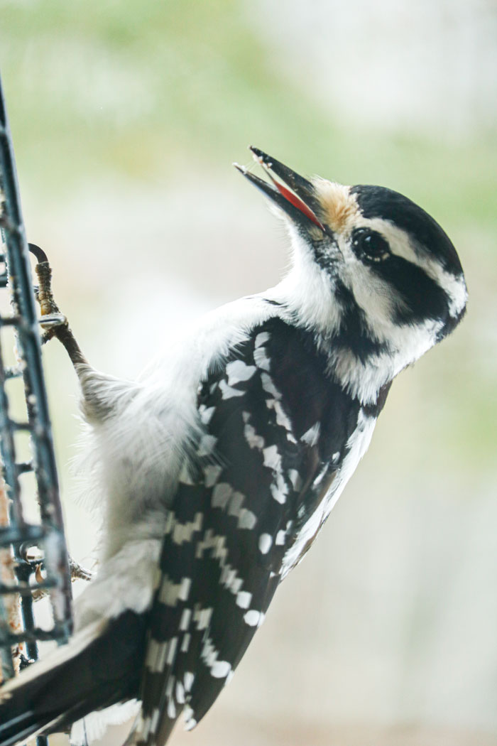 Woodpecker Eating Suet