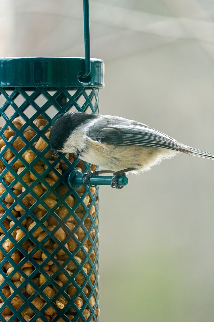 Black Capped Chickadee Eating Suet Nuggets