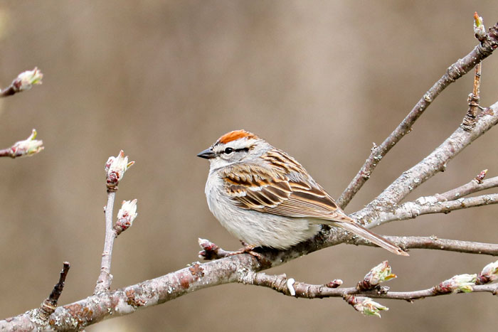 Chipping Sparrow Perching In An Apple Tree