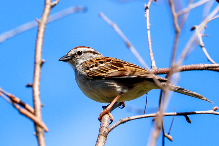 Chipping Sparrow Blue Sky