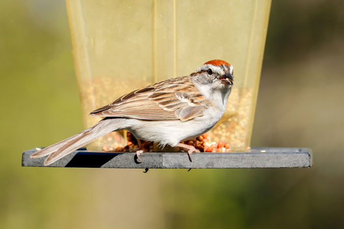 Chipping Sparrow Eating Seed