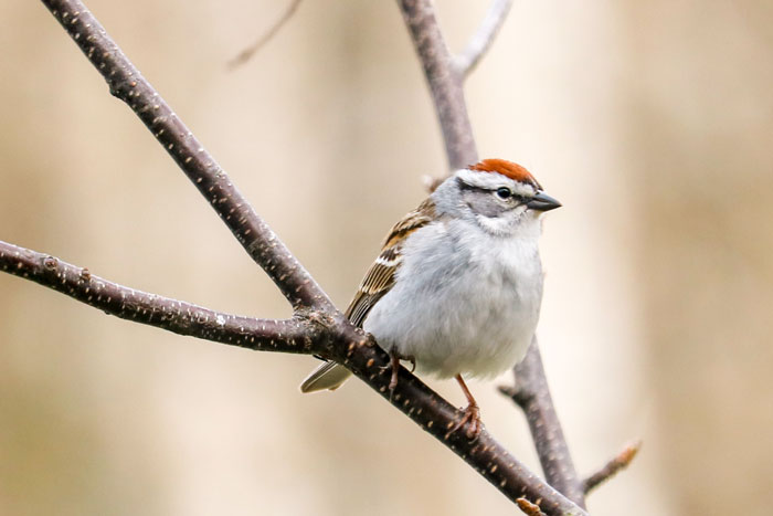 Chipping Sparrow In The Wind