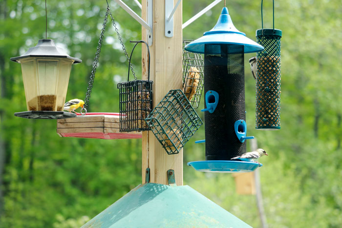 A Variety Of Feeders