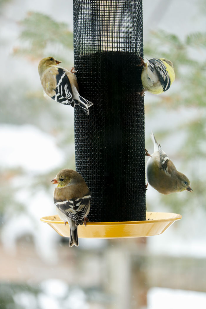 Goldfinches On Feeder