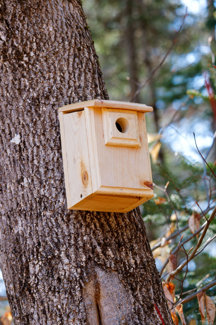 Nesting Box Attached To Tree