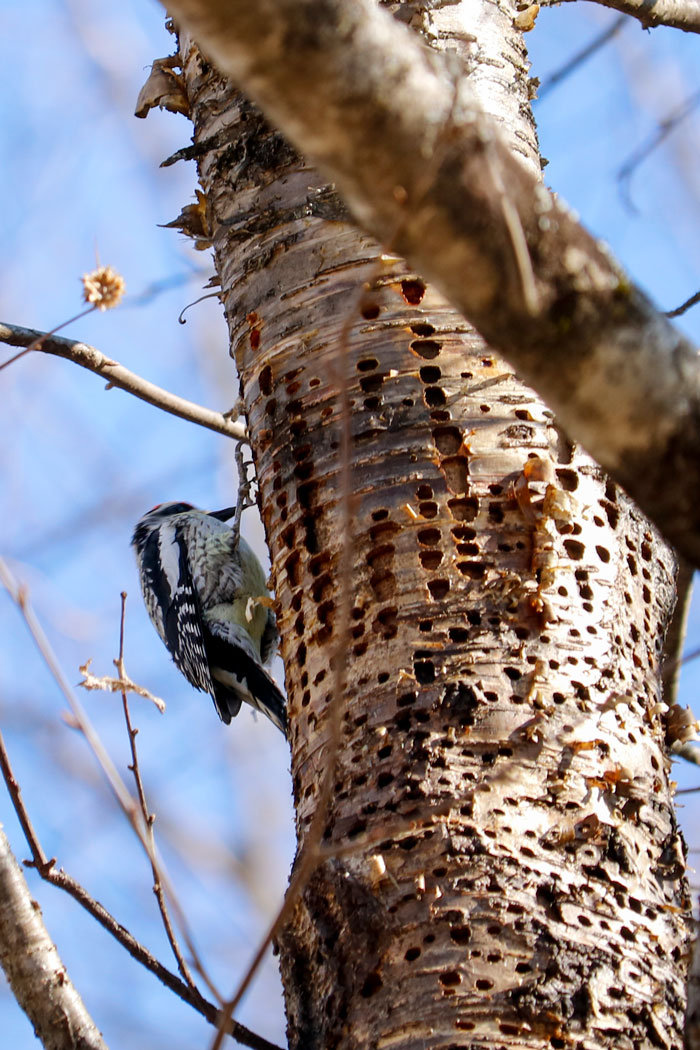Sapsuckers Feeding From Holes In A Birch Tree