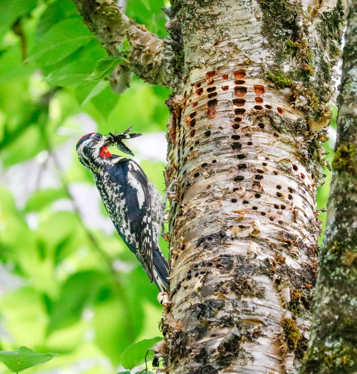 Yellow Bellied Sapsucker With An Insect In Its Mouth