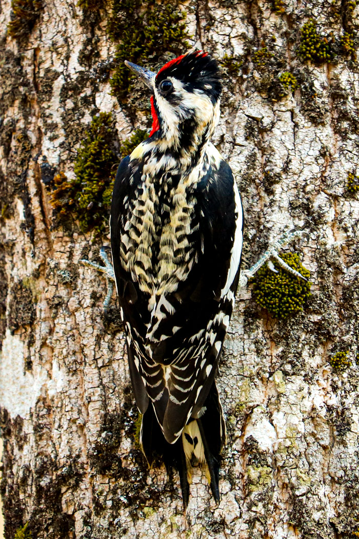 Yellow Bellied Sapsucker Perched On A Tree