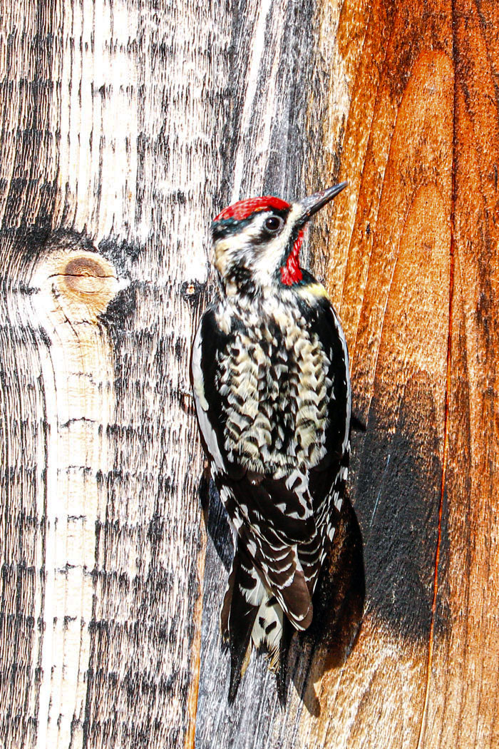 Sapsucker On A Wooden Wall