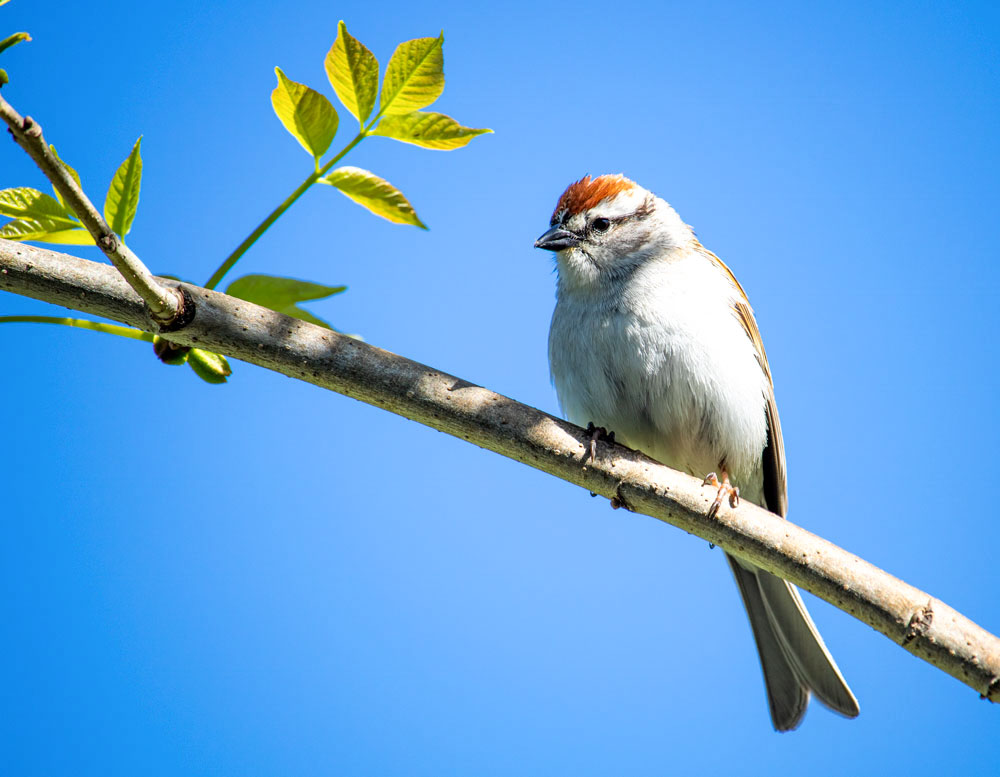 Chipping Sparrow Perching In An Ash Tree