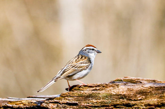 Chipping Sparrow Perching On An Old Log