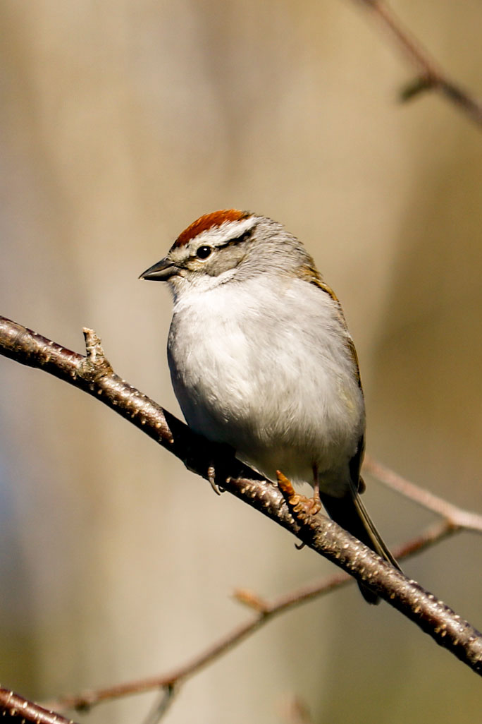 A Vertical Image Of A Chipping Sparrow