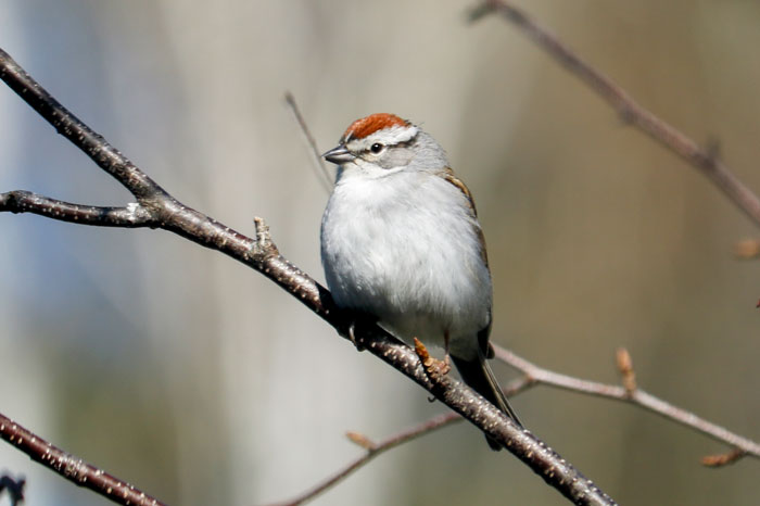 Chipping Sparrow In The Spring