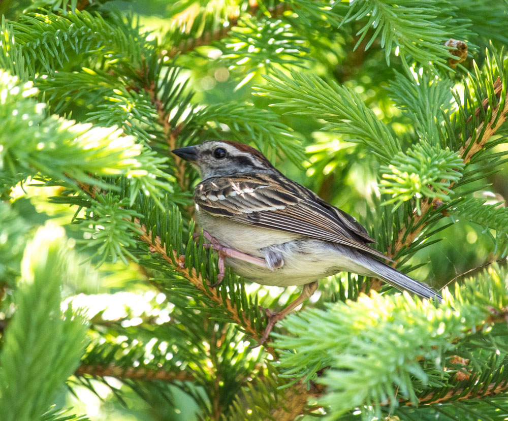 Chipping Sparrow Spruce