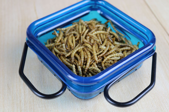 Tray Feeder Of Mealworms