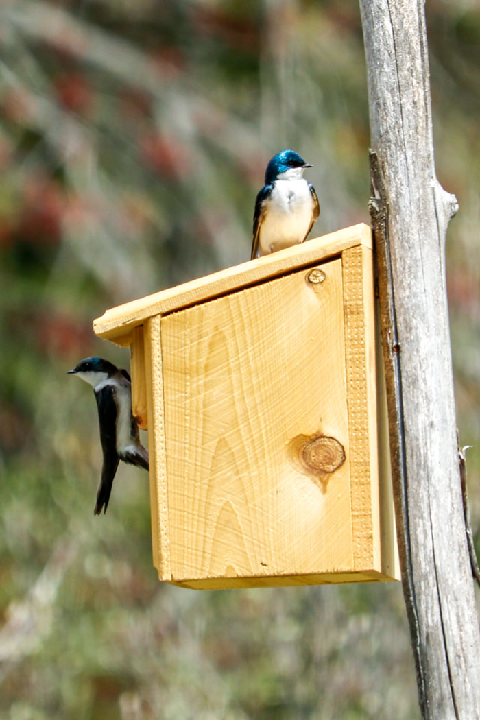 Tree Swallows On Top Of Nesting Box
