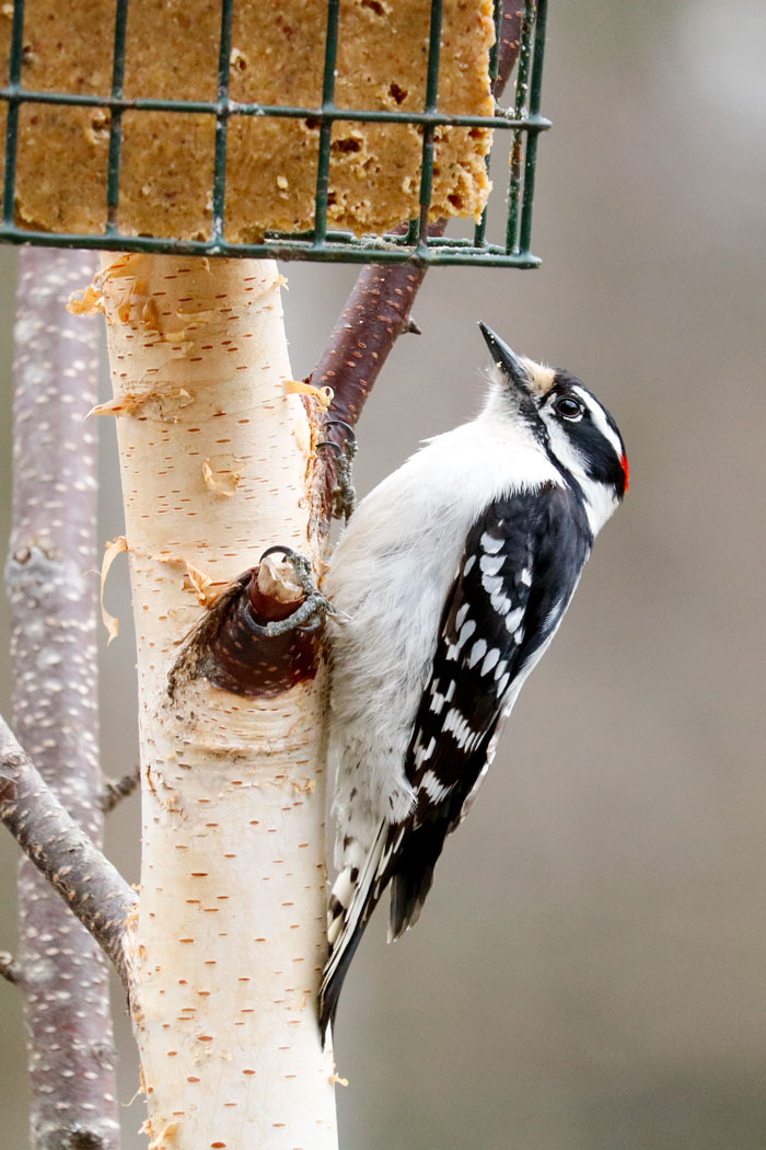 Downy Woodpecker Eating Suet