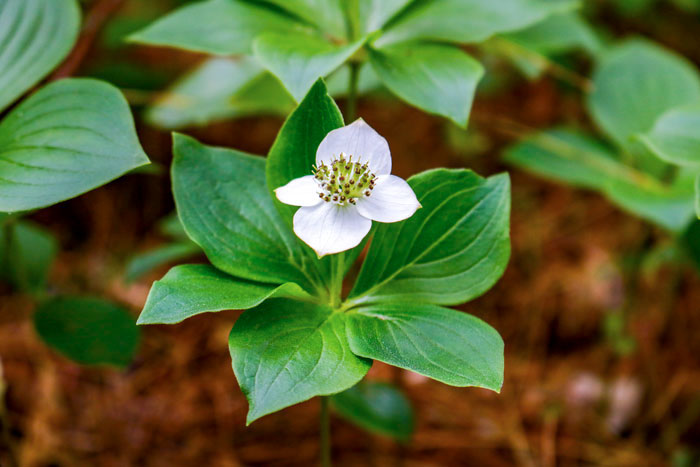 Bunchberry With White Flowers