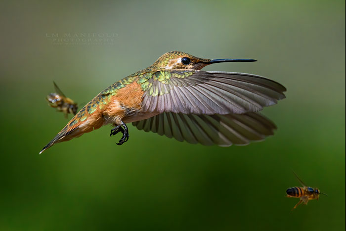 Hummingbird And The Bees