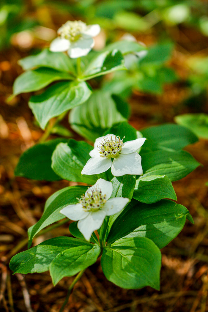 A Vertical View Of Bunchberry