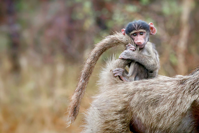 Chacma Baboon Baby Riding On Mom