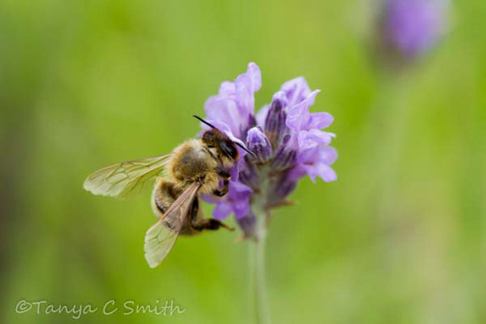 Honey Bee Visiting A Purple Flower