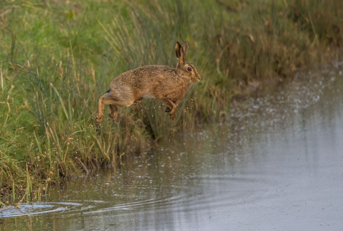 Hare Puddle Jumping
