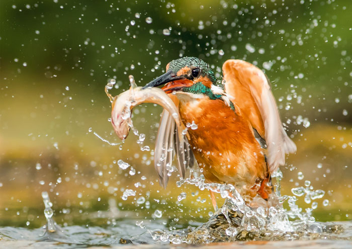 Kingfisher Catching A Fish