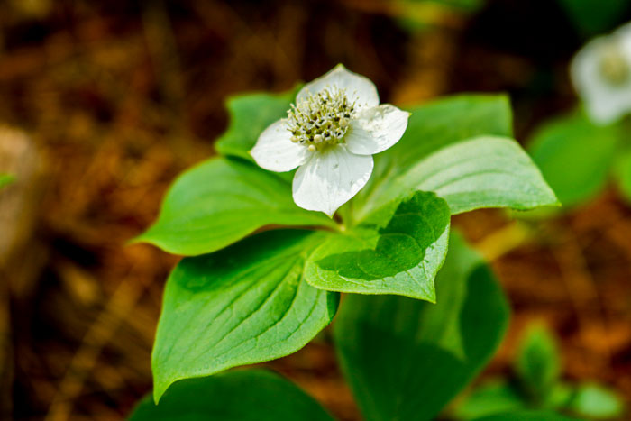 Solitary Bunchberry Flower