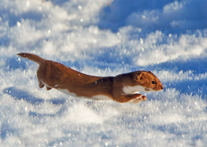 Weasel In The Snow