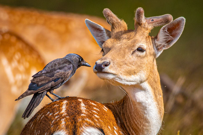 Deer With Bird