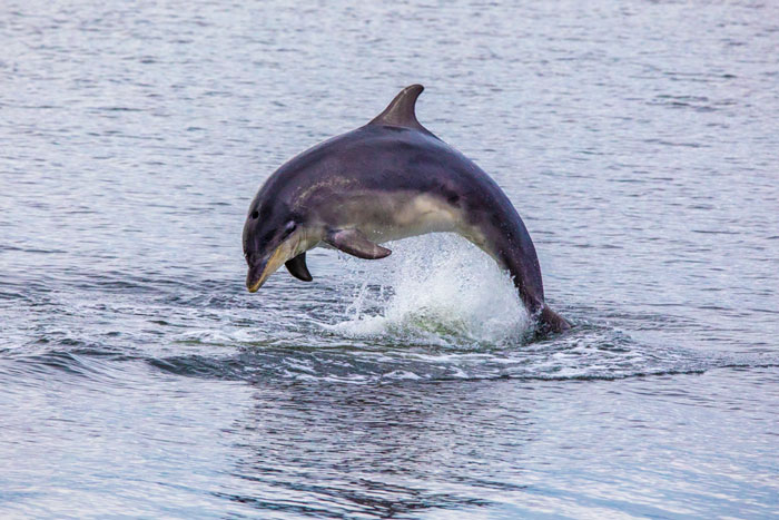 Dolphin Leaping From The Water