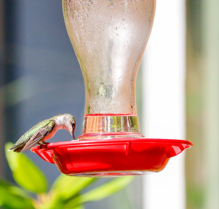 Ruby Throated Hummingbird At Feeder