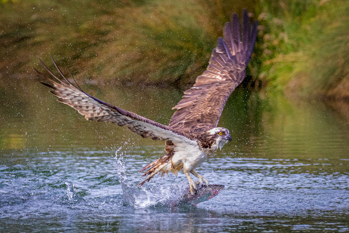 Osprey Flying Over The Water