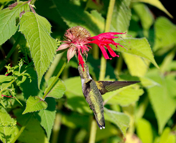 Hummingbird Feeding From Bee Balm With Falling Petals