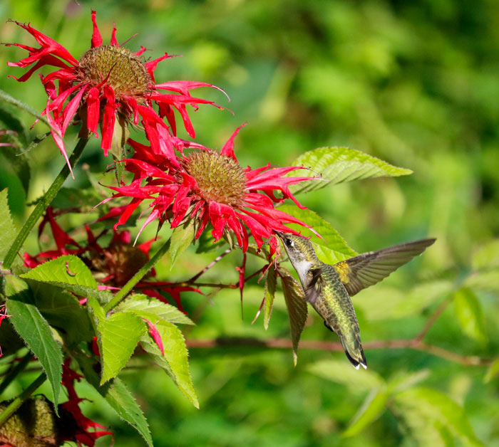 Summer Blooms And Hummingbirds