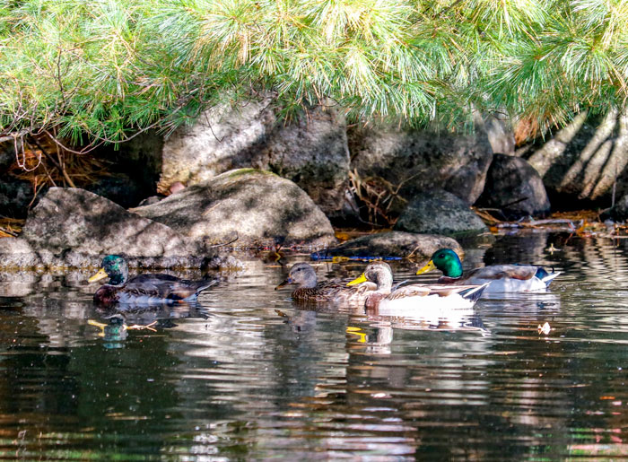 Ducks In The Lake