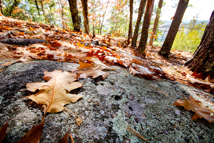 Fallen Oak Leaves