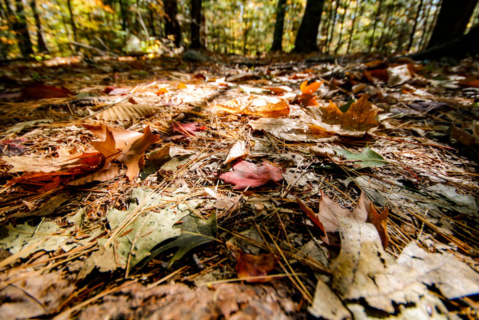 Fallen Autumn Leaves On The Ground