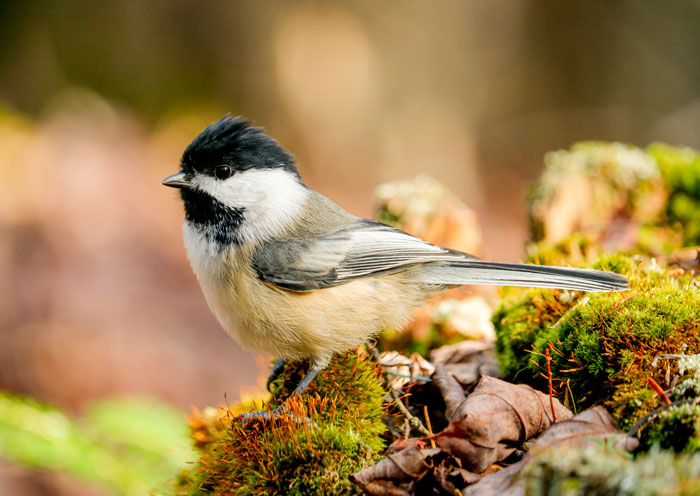 Black Capped Chickadee Perching In Moss