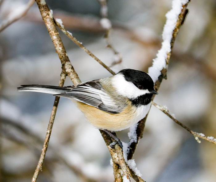 Black Capped Chickadee Perching On A Snowy Branch