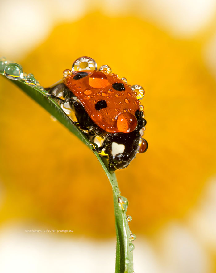 Ladybug With Dew