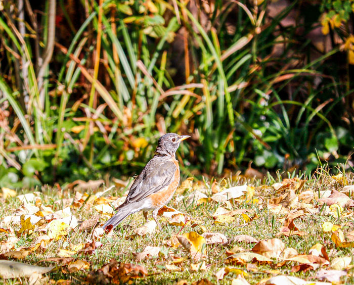 American Robin In The Leaves
