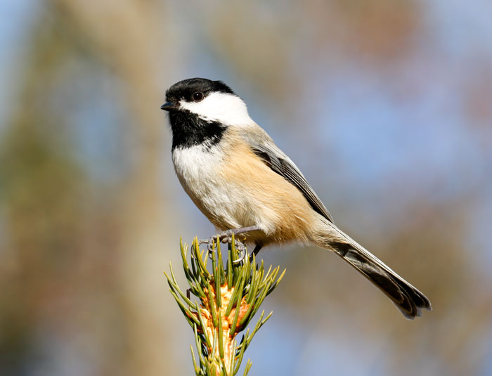 Black Capped Chickadee Perching On A Spruce