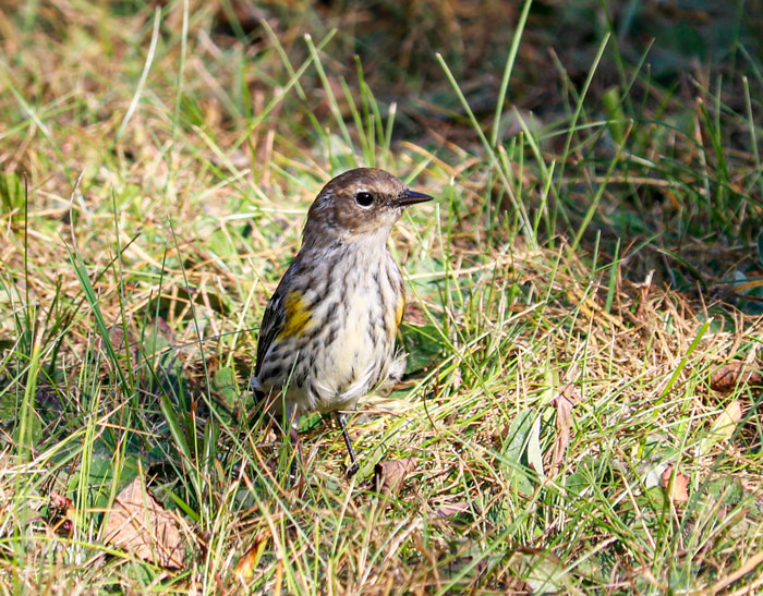 Yellow Rumped Warbler In The Grass
