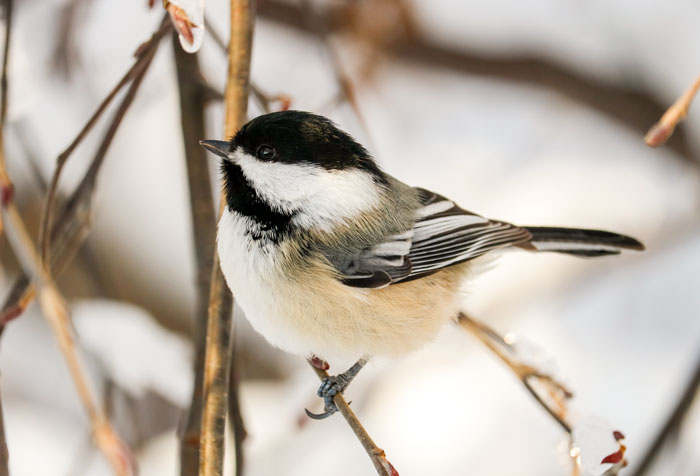 A Sideview Of A Chickadee