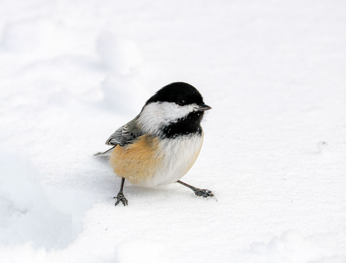 Black Capped Chickadee In The Snow