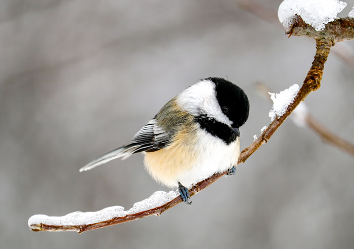 Black Capped Chickadee Perching On A Curving Branch